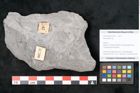 Foto (Objekt + Etikett) von Neuropteris sp.  (NHMW-GEO-2024-0188-10700)